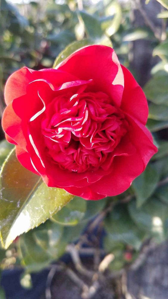 camellia-japonica-professor-sargent-japanese-camellia