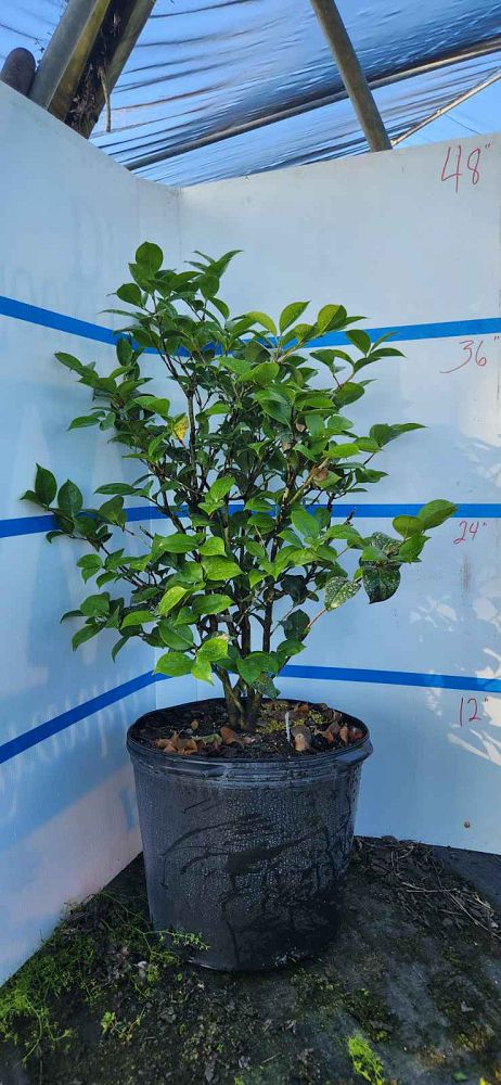 camellia-japonica-professor-sargent-japanese-camellia