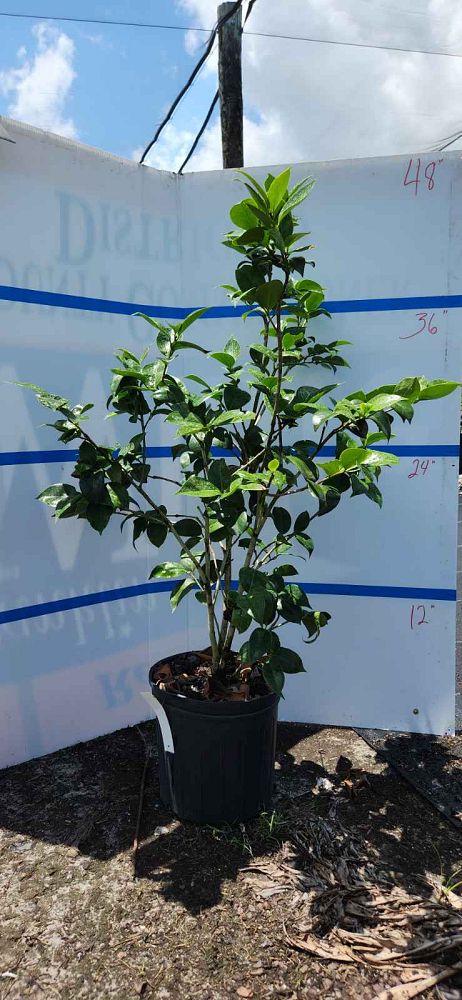 camellia-japonica-professor-sargent-japanese-camellia