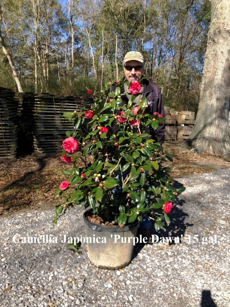 camellia-japonica-purple-dawn-japanese-camellia