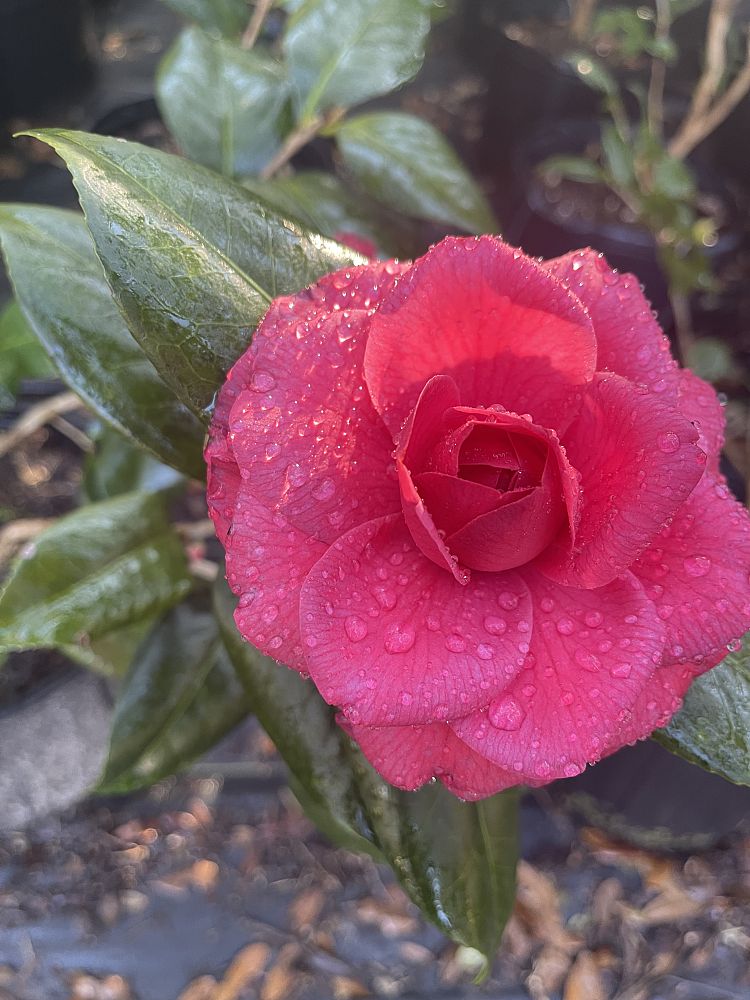 camellia-japonica-purple-dawn-japanese-camellia