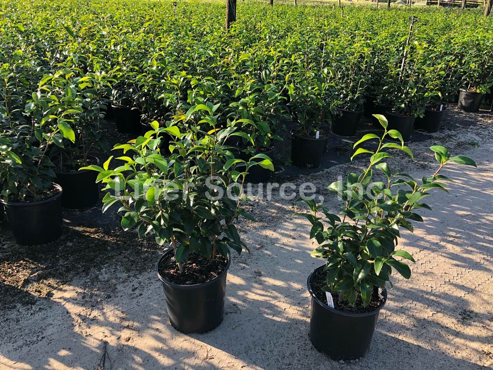 camellia-japonica-rebel-yell-japanese-camellia