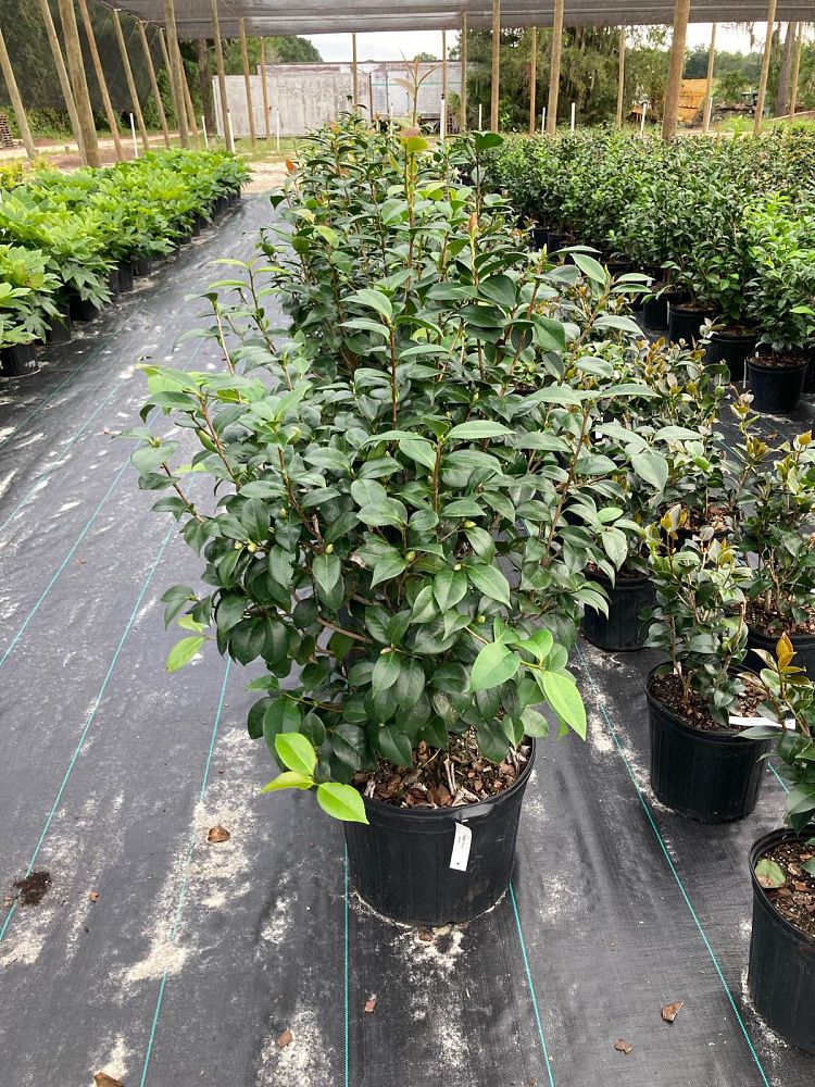 Salmon's Wholesale Nursery | plantANT.com