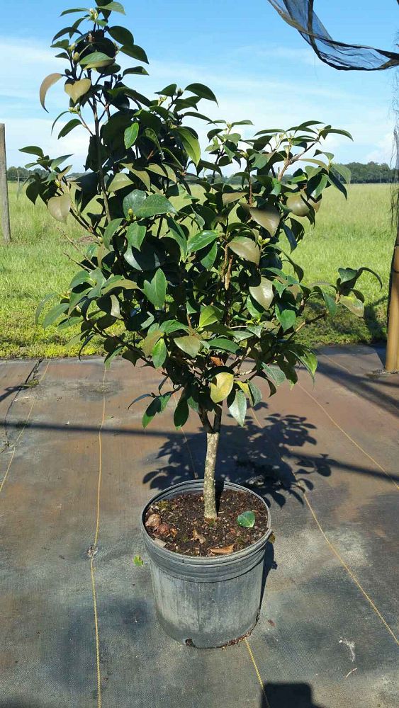 camellia-japonica-rosea-plena-japanese-camellia
