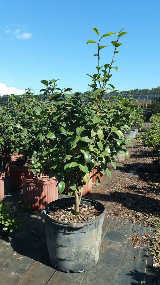 camellia-japonica-rosea-plena-japanese-camellia