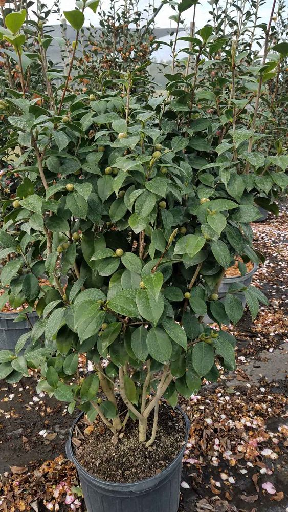 camellia-japonica-rosea-plena-japanese-camellia
