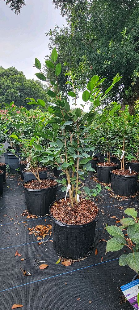 camellia-japonica-rosea-plena-japanese-camellia