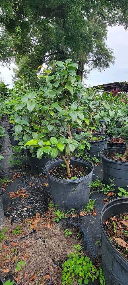camellia-japonica-rosea-plena-japanese-camellia