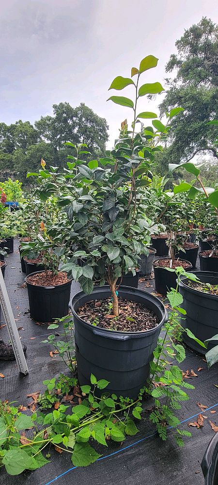 camellia-japonica-rosea-plena-japanese-camellia