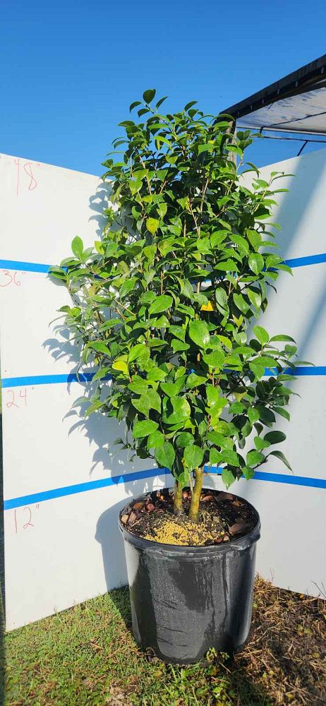 camellia-japonica-rosea-plena-japanese-camellia