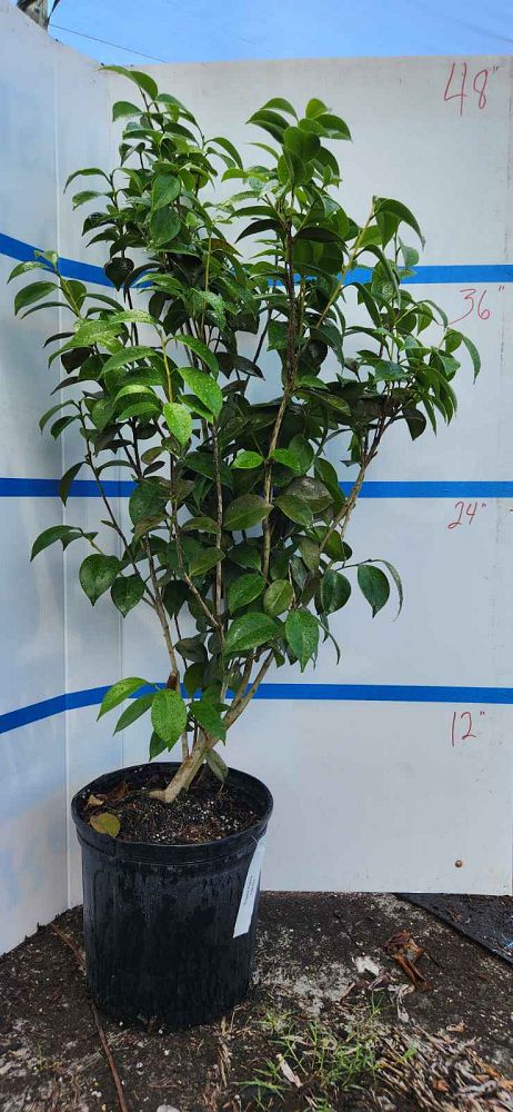 camellia-japonica-rosea-plena-japanese-camellia