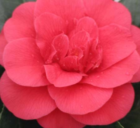 camellia-japonica-rosehill-red-japanese-camellia