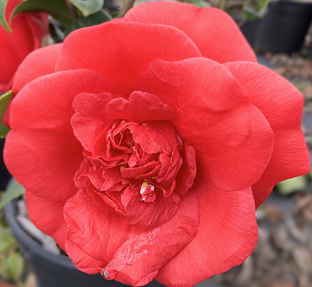 camellia-japonica-rosehill-red-japanese-camellia