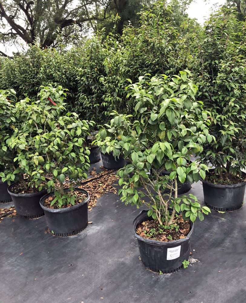 camellia-japonica-sarah-frost-japanese-camellia