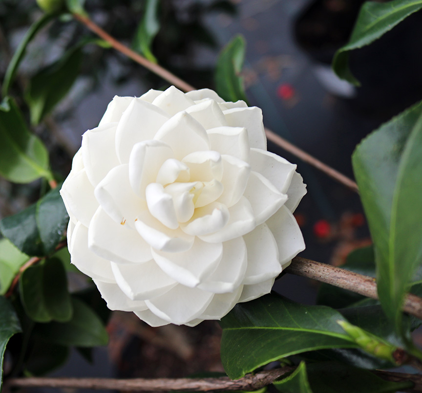 camellia-japonica-sea-foam-japanese-camellia