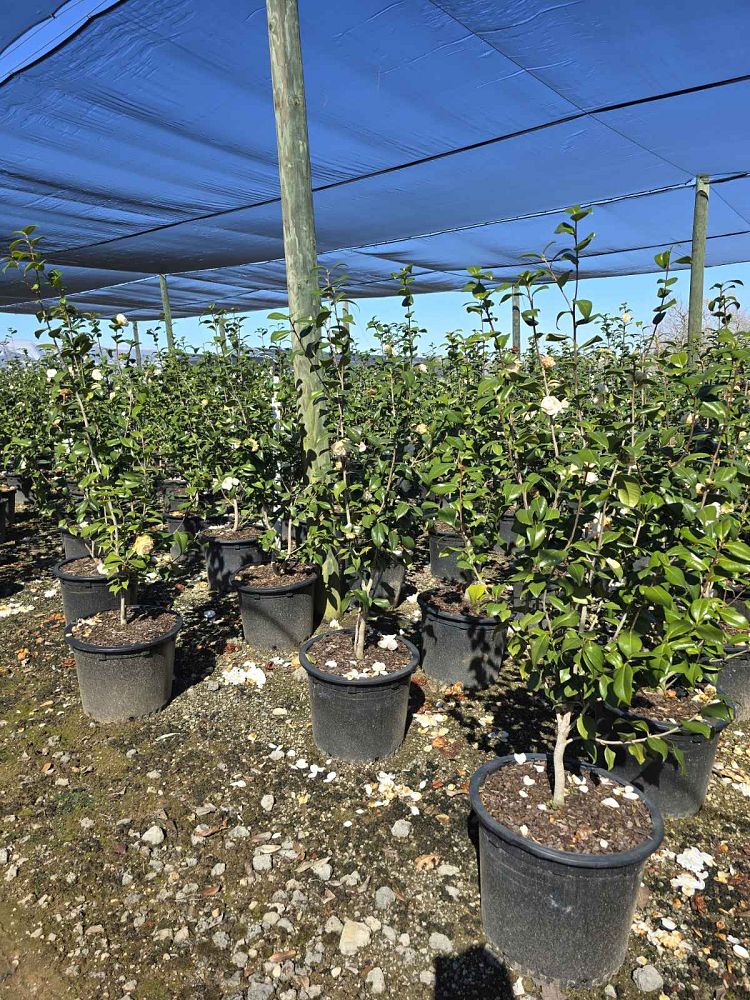 camellia-japonica-sea-foam-japanese-camellia