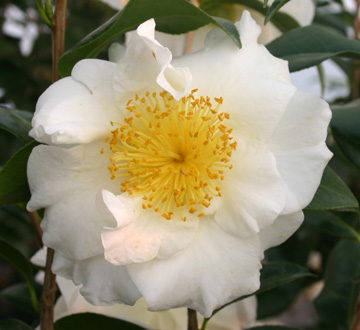 camellia-japonica-silver-waves-japanese-camellia