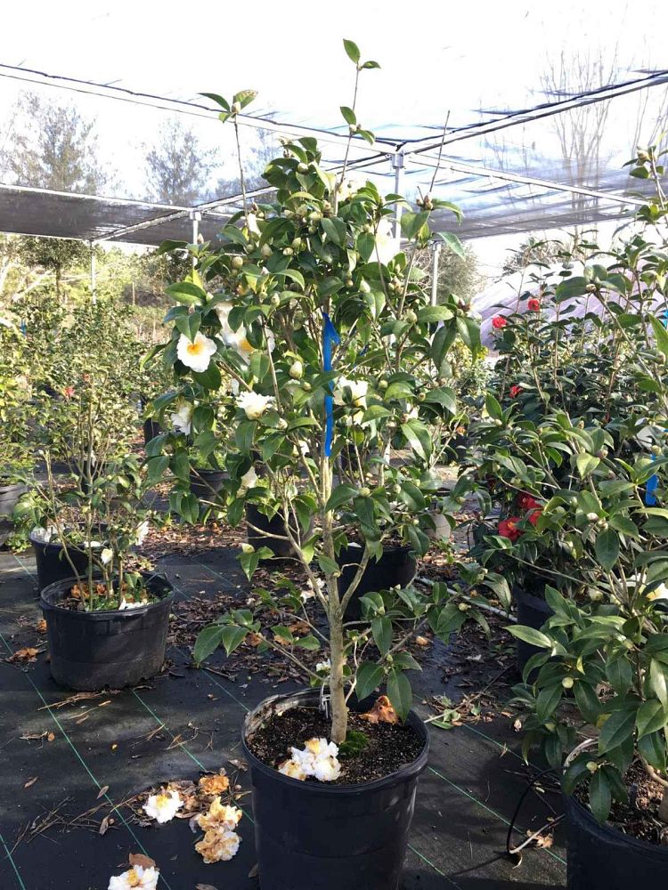camellia-japonica-silver-waves-japanese-camellia