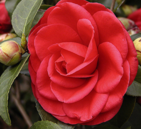 camellia-japonica-tom-knudsen-japanese-camellia