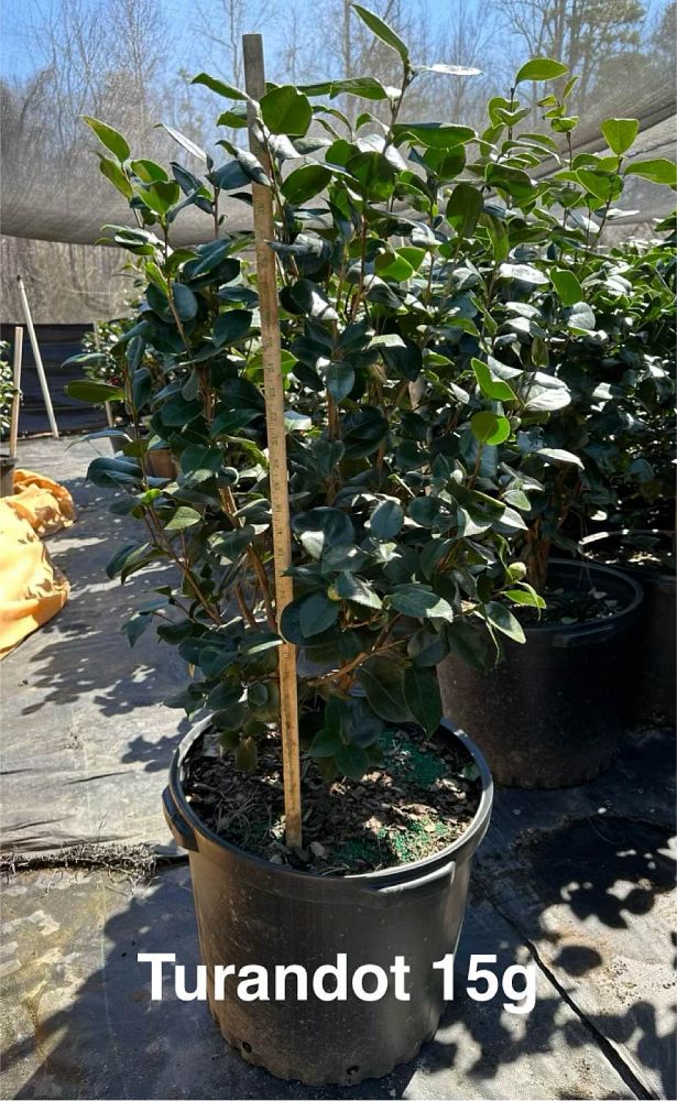 camellia-japonica-turandot-japanese-camellia