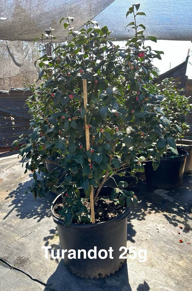 camellia-japonica-turandot-japanese-camellia