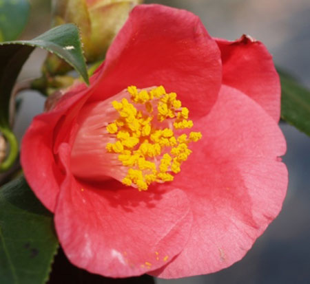 camellia-japonica-unryu-japanese-camellia