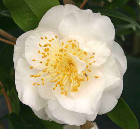 camellia-japonica-victory-white-japanese-camellia