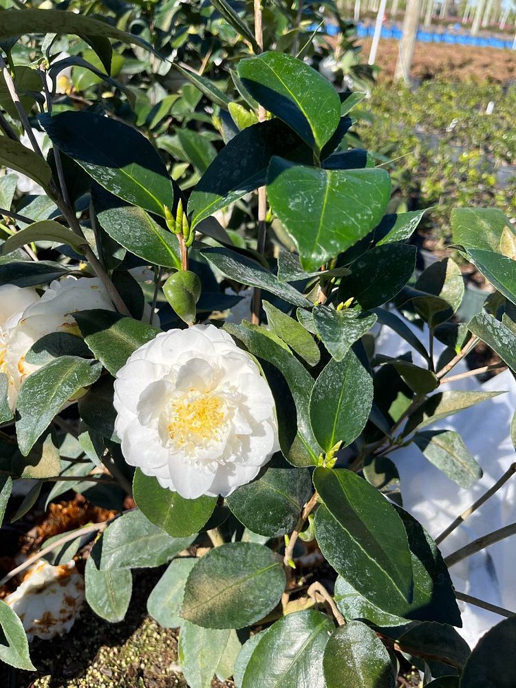 camellia-japonica-victory-white-japanese-camellia