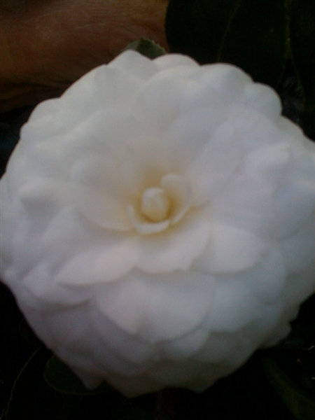 camellia-japonica-white-by-the-gate-japanese-camellia