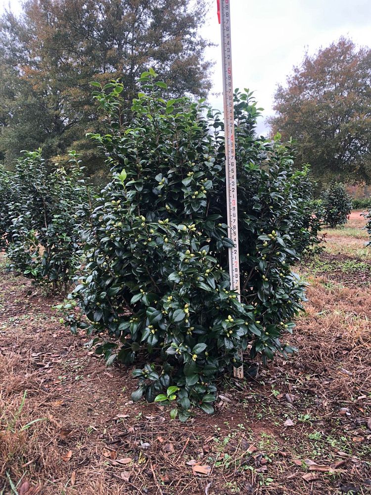 camellia-japonica-white-by-the-gate-japanese-camellia