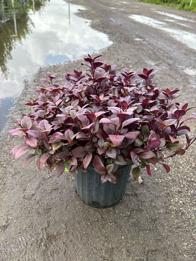 camellia-little-ruby