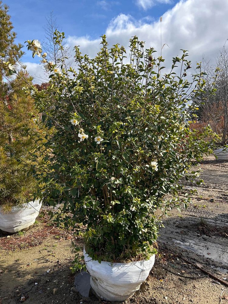 camellia-oleifera-lu-shan-snow