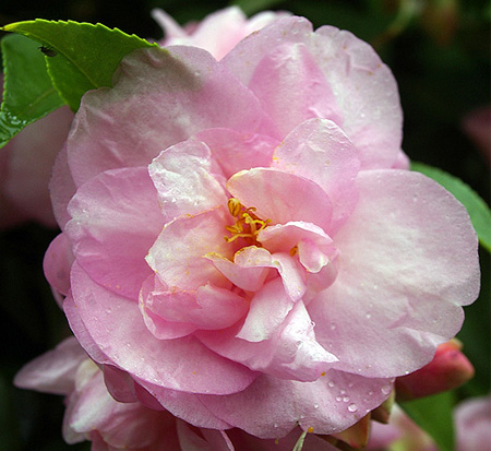 camellia-our-melissa-camellia-miniature