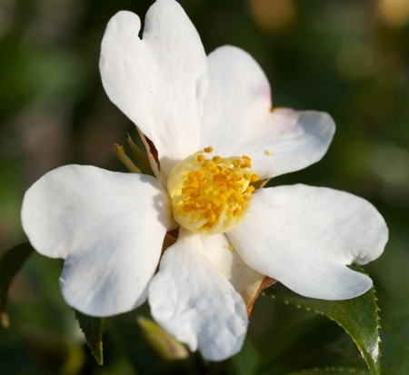 camellia-parvilimba-parvilimba-camellia