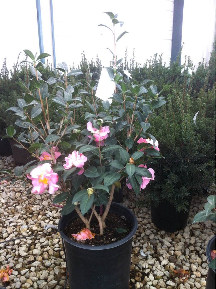 camellia-pink-icicle
