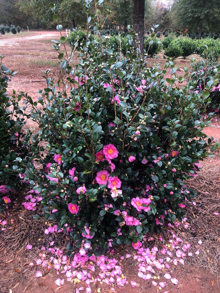 camellia-pink-icicle