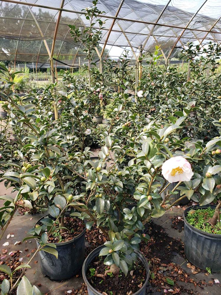 camellia-sasanqua-asakura-autumn-camellia