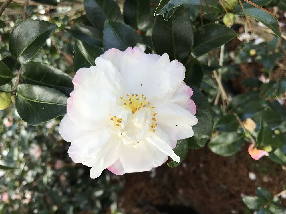 camellia-sasanqua-asakura-autumn-camellia