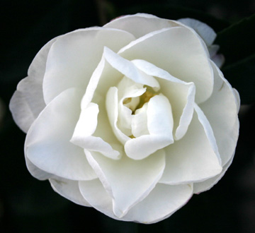 camellia-sasanqua-autumn-rocket-autumn-camellia