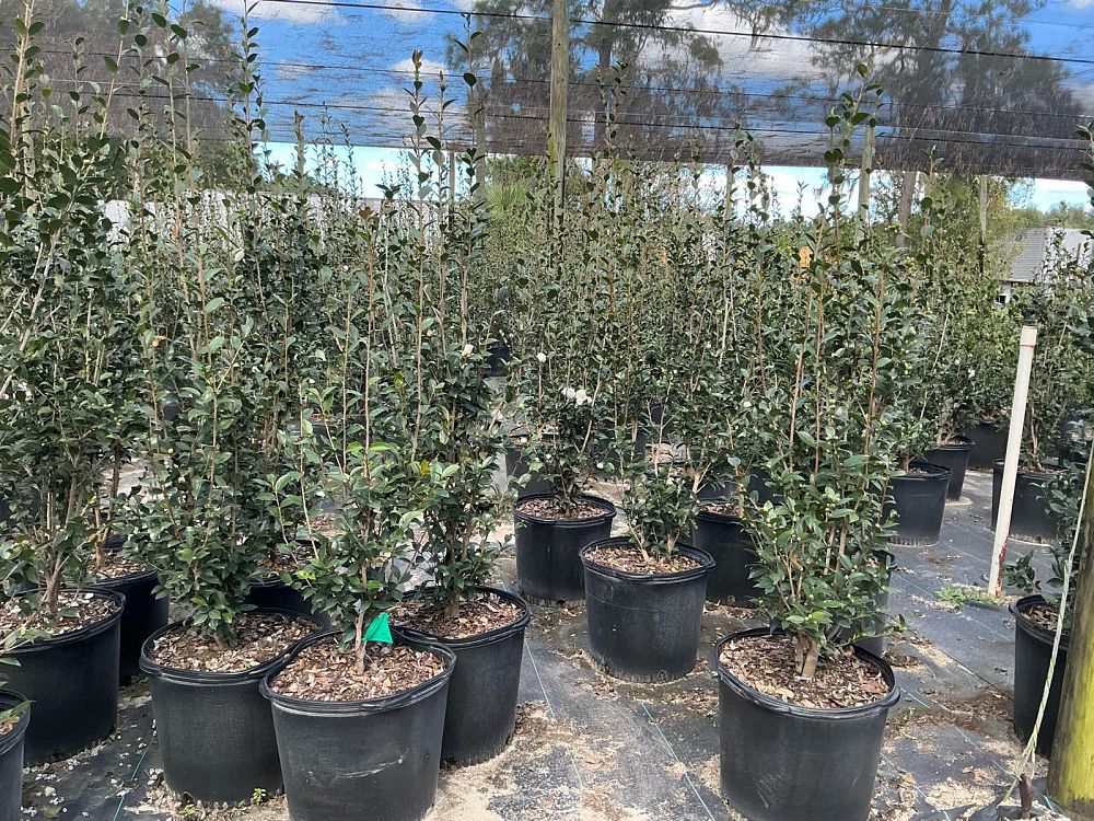 camellia-sasanqua-autumn-rocket-autumn-camellia