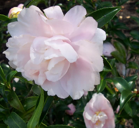 camellia-sasanqua-autumn-sentinel-autumn-camellia