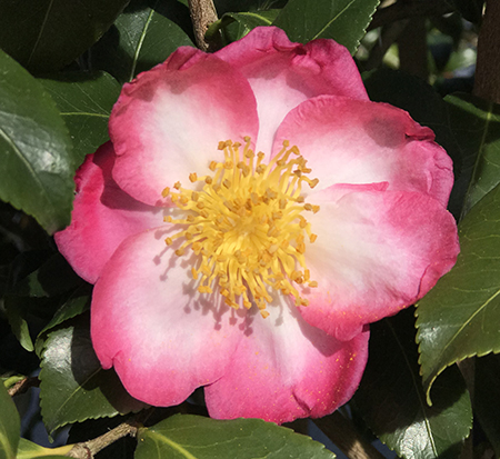 camellia-sasanqua-autumn-sunrise-autumn-camellia