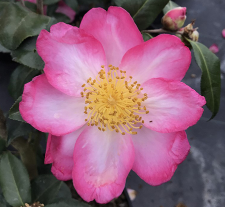 camellia-sasanqua-autumn-sunrise-autumn-camellia