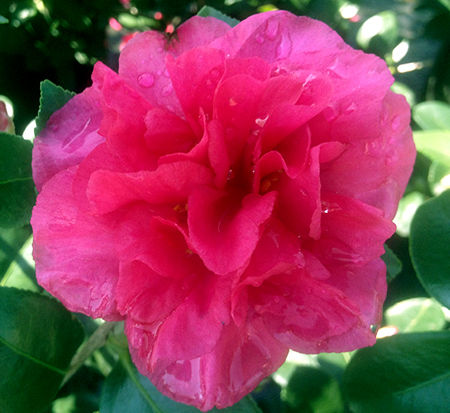 camellia-sasanqua-bonanza-autumn-camellia