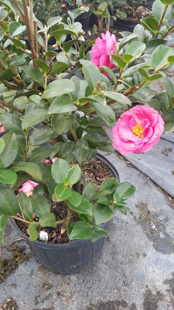 camellia-sasanqua-bonanza-autumn-camellia