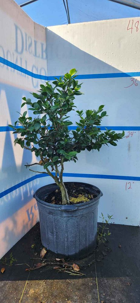 camellia-sasanqua-bonanza-autumn-camellia