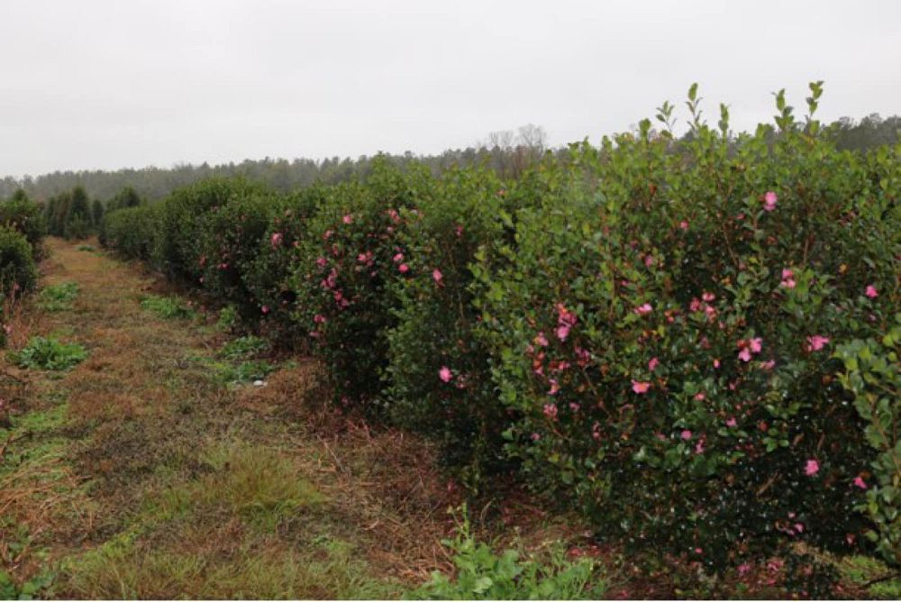 camellia-sasanqua-cleopatra-autumn-camellia