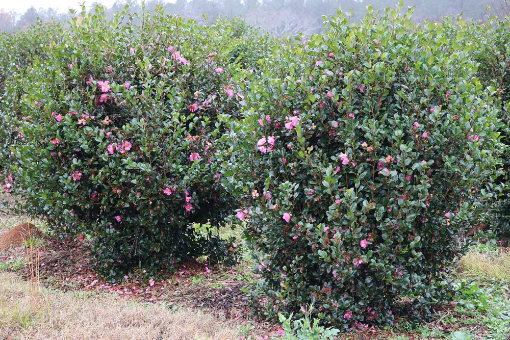 camellia-sasanqua-cleopatra-autumn-camellia