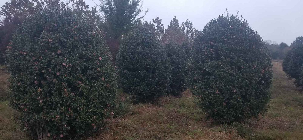 camellia-sasanqua-cleopatra-autumn-camellia