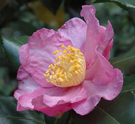 camellia-sasanqua-cleopatra-autumn-camellia